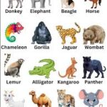 ANIMALS